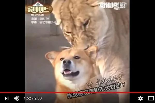 狮子感激狗狗帮它打败黑熊?你没有看错!