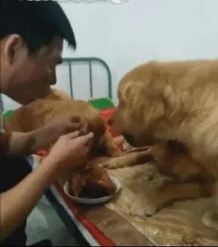 主人给金毛馒头 自己吃鸡肉 第二天再给馒头 金毛的反应…