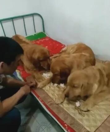 主人给金毛馒头 自己吃鸡肉 第二天再给馒头 金毛的反应…
