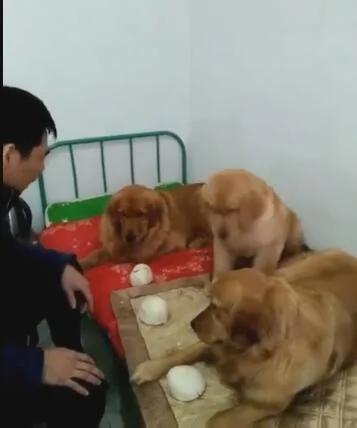 主人给金毛馒头 自己吃鸡肉 第二天再给馒头 金毛的反应…