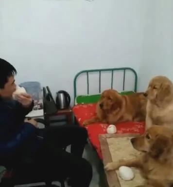 主人给金毛馒头 自己吃鸡肉 第二天再给馒头 金毛的反应…
