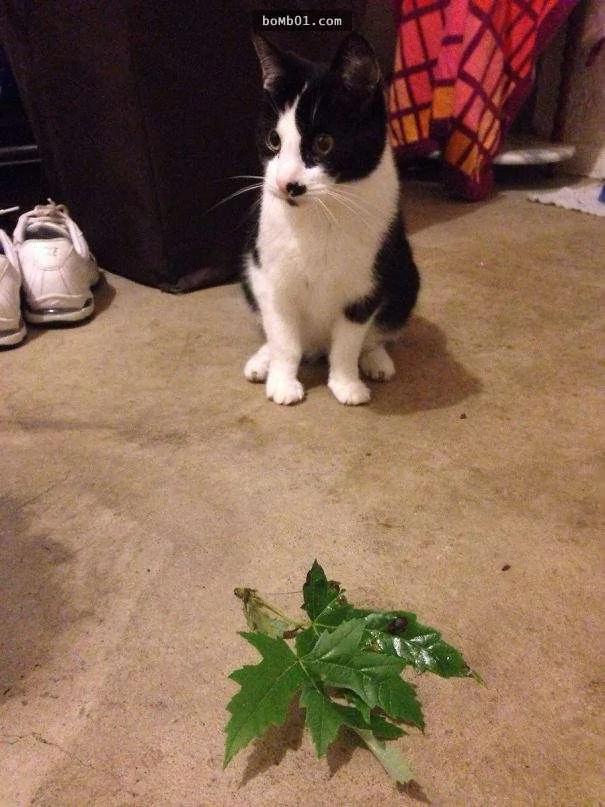 小猫小狗捡回各种“神奇的东西” 笑翻网友!