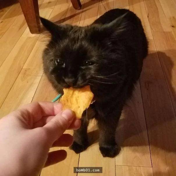 小猫小狗捡回各种“神奇的东西” 笑翻网友!