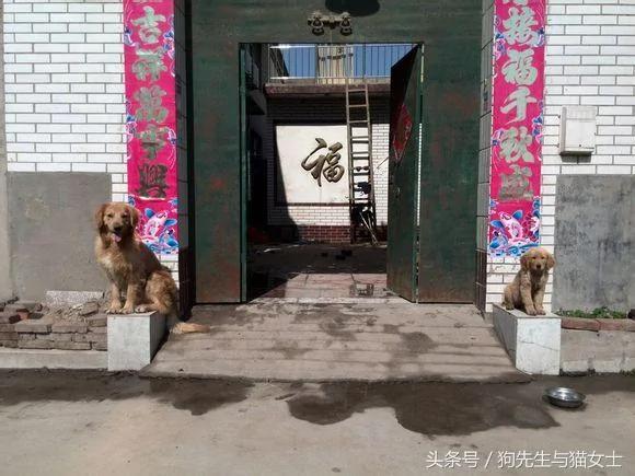 好心收养了金金母子 带它们回乡下过年…结果门口的“石狮子”失业了!
