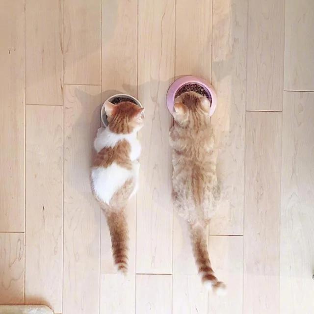 两只可爱的小橘猫日常 简直萌炸人心！