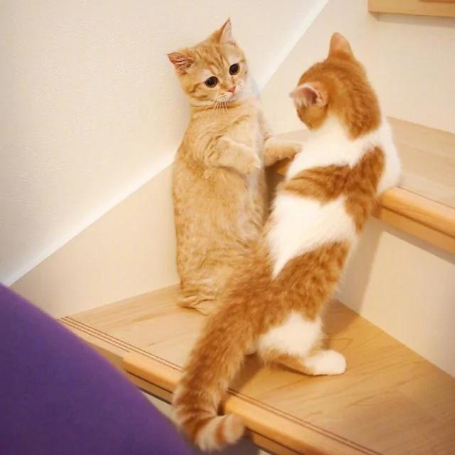 两只可爱的小橘猫日常 简直萌炸人心！