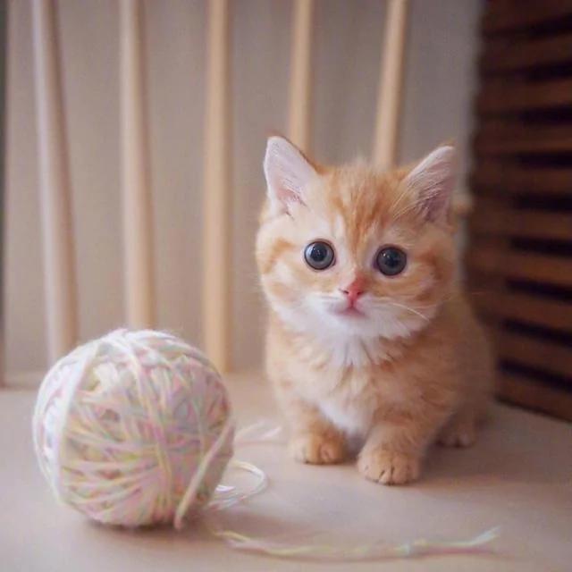 两只可爱的小橘猫日常 简直萌炸人心!