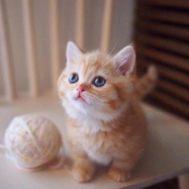 两只可爱的小橘猫日常 简直萌炸人心!