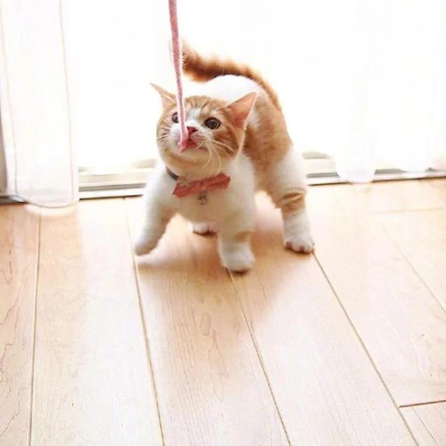 两只可爱的小橘猫日常 简直萌炸人心!