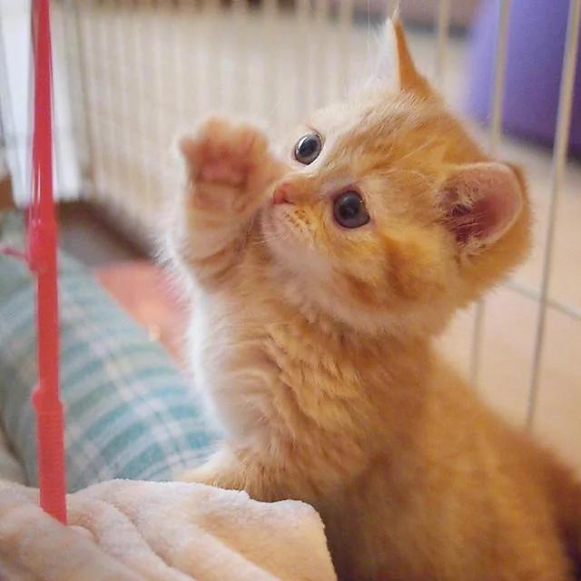 两只可爱的小橘猫日常 简直萌炸人心!