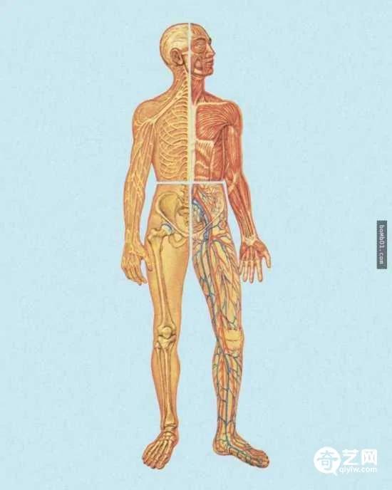 一起来探索身体的秘密 发现这26个鲜为人知的冷知识