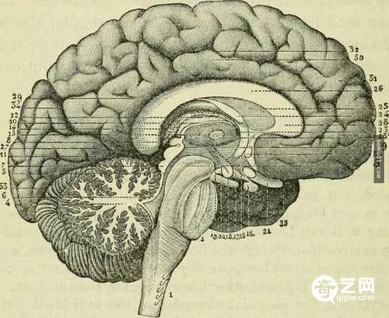 一起来探索身体的秘密 发现这26个鲜为人知的冷知识