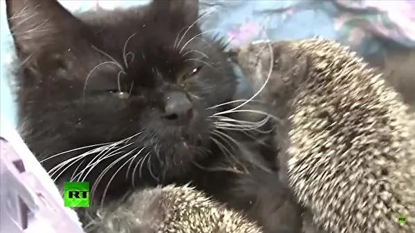 刺猬八兄弟找到猫咪奶妈 它立即领会宝宝们的需要!