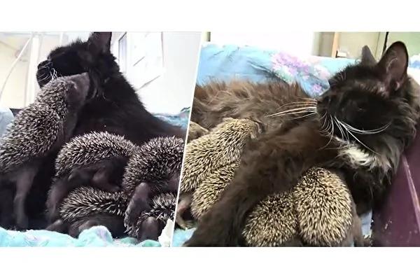 刺猬八兄弟找到猫咪奶妈 它立即领会宝宝们的需要!