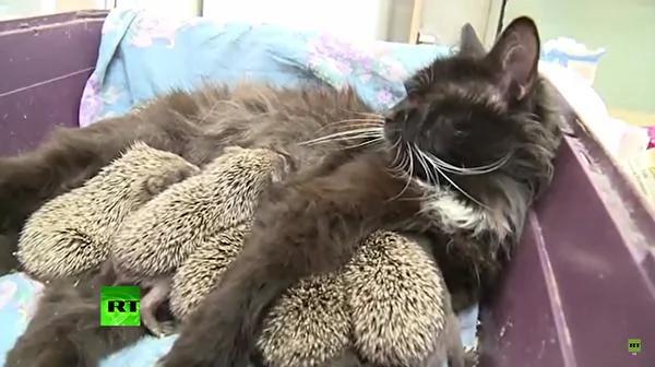 刺猬八兄弟找到猫咪奶妈 它立即领会宝宝们的需要!