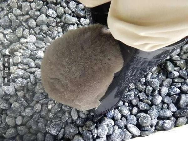 参观水族馆时发现饲育员“腿中间有一颗麻糬” 转过来原来是…