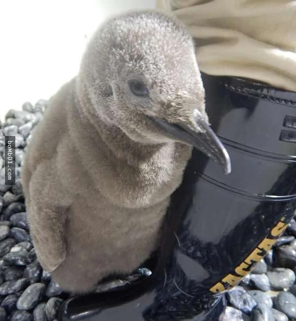 参观水族馆时发现饲育员“腿中间有一颗麻糬” 转过来原来是…