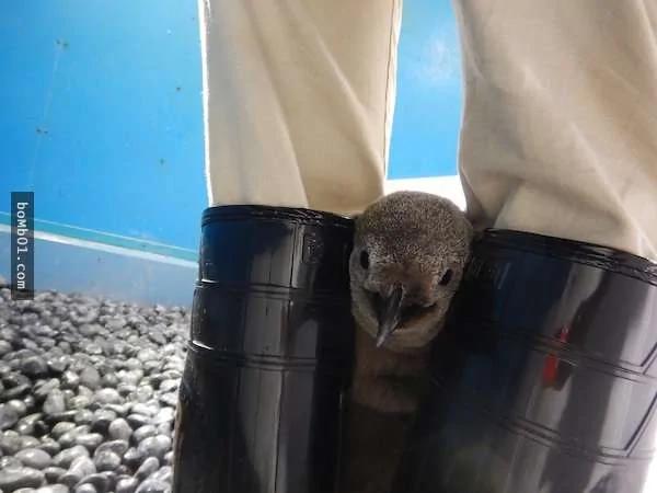 参观水族馆时发现饲育员“腿中间有一颗麻糬” 转过来原来是…