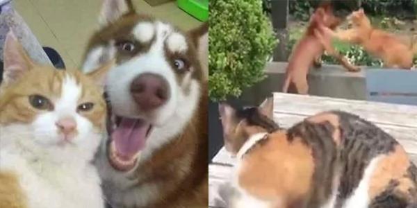 为了一只狗狗!幼猫竟然出拳打老猫!真相太可爱了!