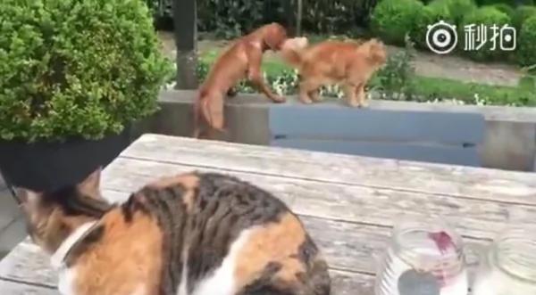 为了一只狗狗!幼猫竟然出拳打老猫!真相太可爱了!