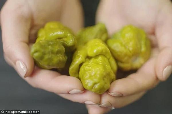 “辣椒X”超越死神辣椒破纪录 问鼎世界最辣