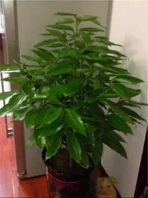 献给那些喜欢养花 却总是把花养死的人