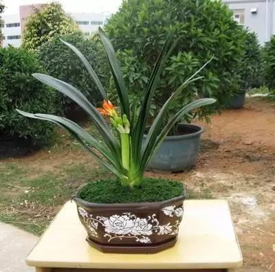 献给那些喜欢养花 却总是把花养死的人