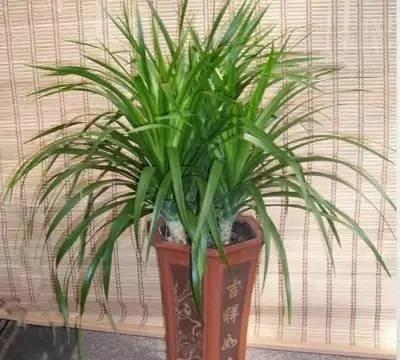 献给那些喜欢养花 却总是把花养死的人
