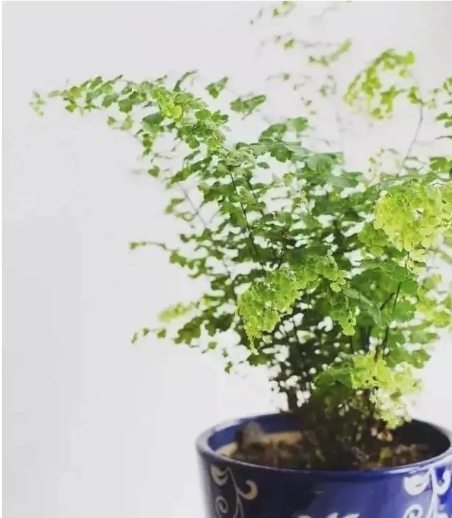 11种“吸毒”植物 给你一个秋高气爽的秋天