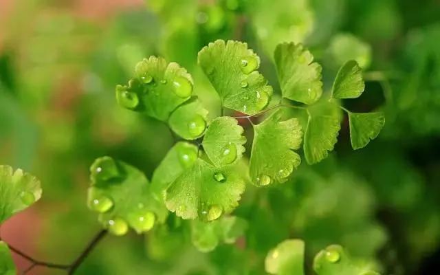 11种“吸毒”植物 给你一个秋高气爽的秋天
