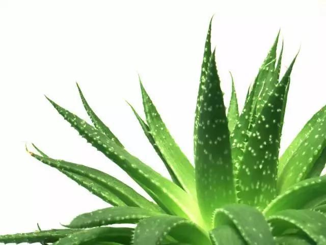 11种“吸毒”植物 给你一个秋高气爽的秋天