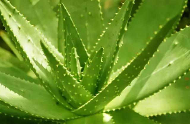 11种“吸毒”植物 给你一个秋高气爽的秋天