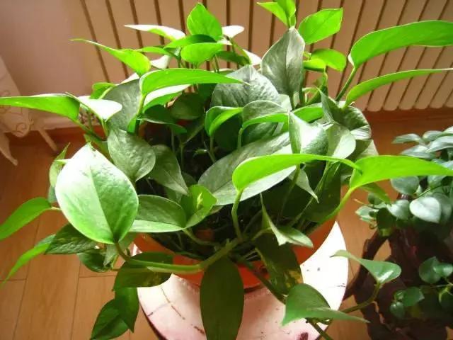 11种“吸毒”植物 给你一个秋高气爽的秋天