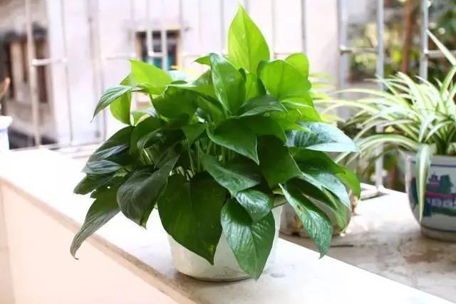 11种“吸毒”植物 给你一个秋高气爽的秋天