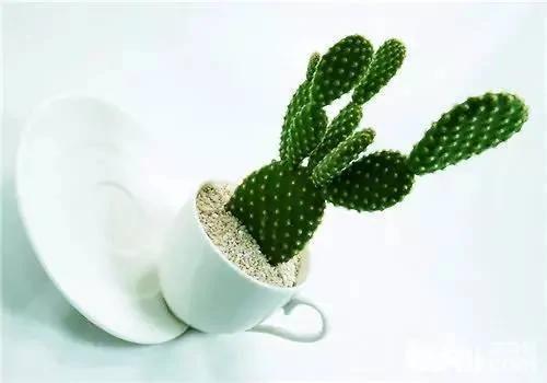 11种“吸毒”植物 给你一个秋高气爽的秋天