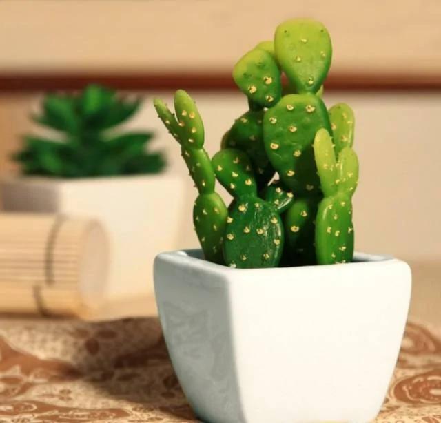 11种“吸毒”植物 给你一个秋高气爽的秋天