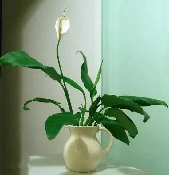 11种“吸毒”植物 给你一个秋高气爽的秋天