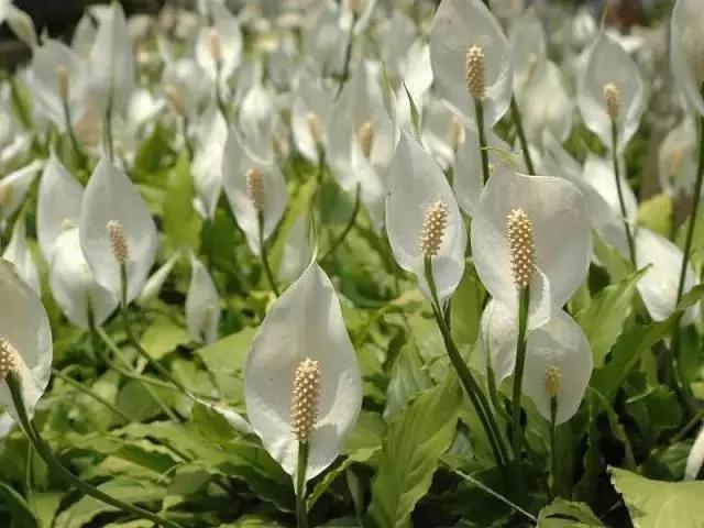 11种“吸毒”植物 给你一个秋高气爽的秋天