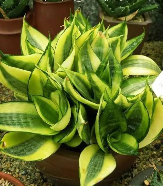 11种“吸毒”植物 给你一个秋高气爽的秋天