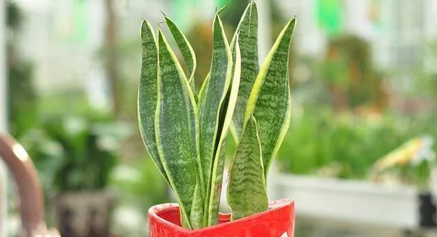 11种“吸毒”植物 给你一个秋高气爽的秋天