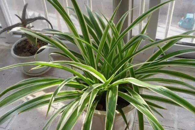 11种“吸毒”植物 给你一个秋高气爽的秋天