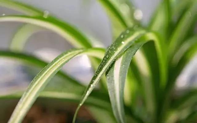11种“吸毒”植物 给你一个秋高气爽的秋天