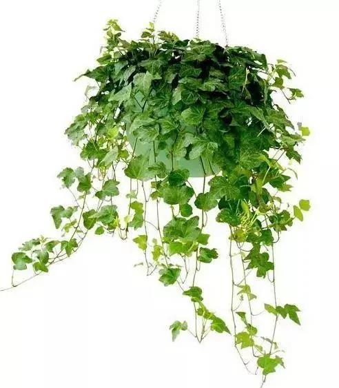 11种“吸毒”植物 给你一个秋高气爽的秋天