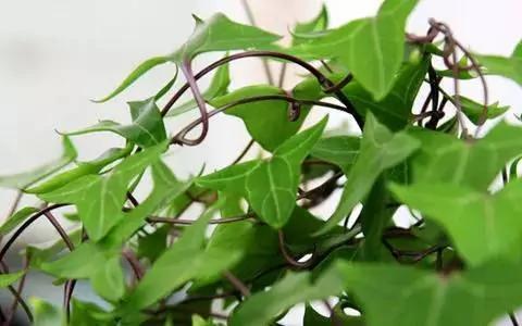 11种“吸毒”植物 给你一个秋高气爽的秋天