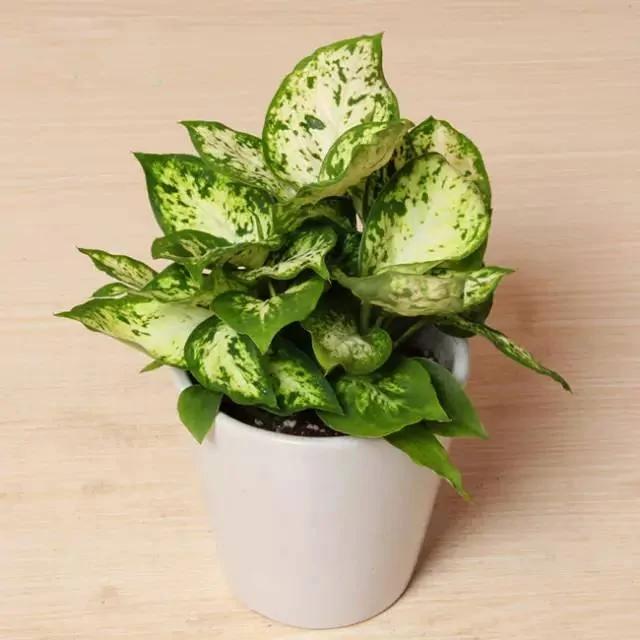 11种“吸毒”植物 给你一个秋高气爽的秋天