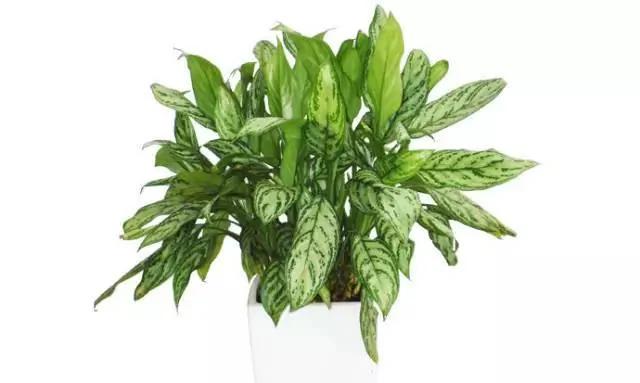 11种“吸毒”植物 给你一个秋高气爽的秋天