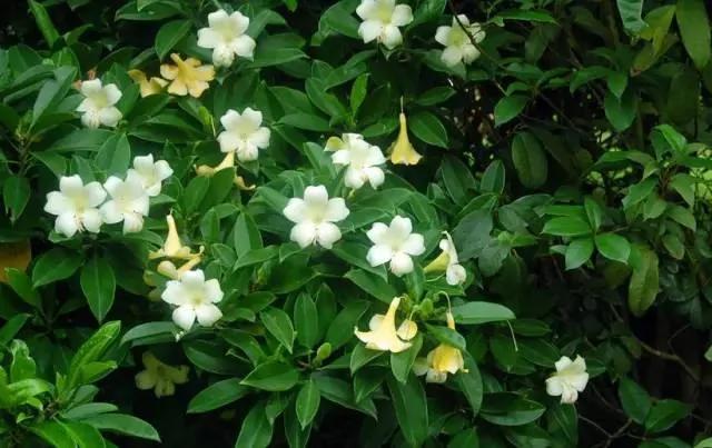 11种“吸毒”植物 给你一个秋高气爽的秋天