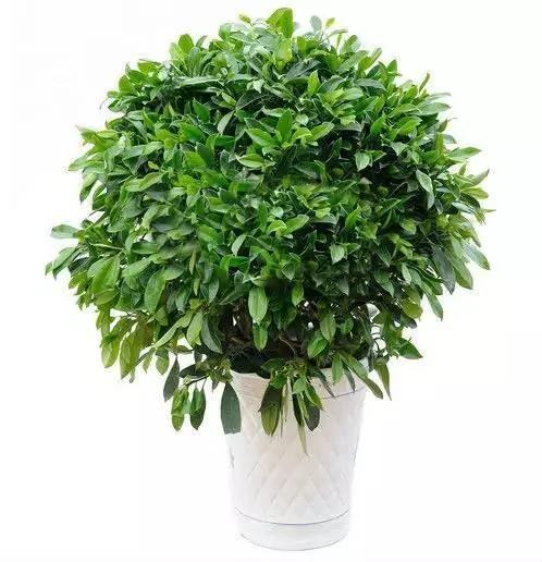 11种“吸毒”植物 给你一个秋高气爽的秋天