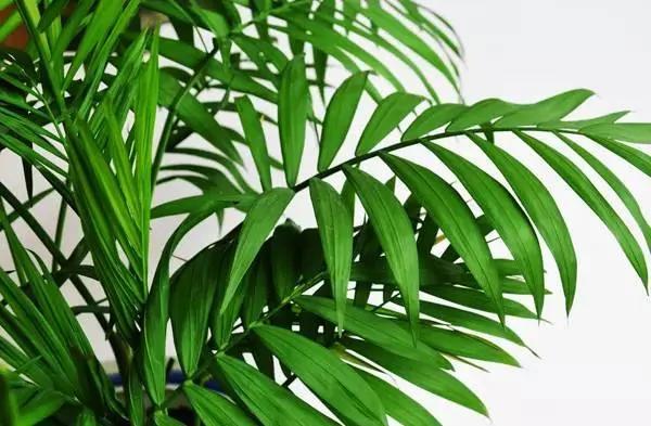 11种“吸毒”植物 给你一个秋高气爽的秋天