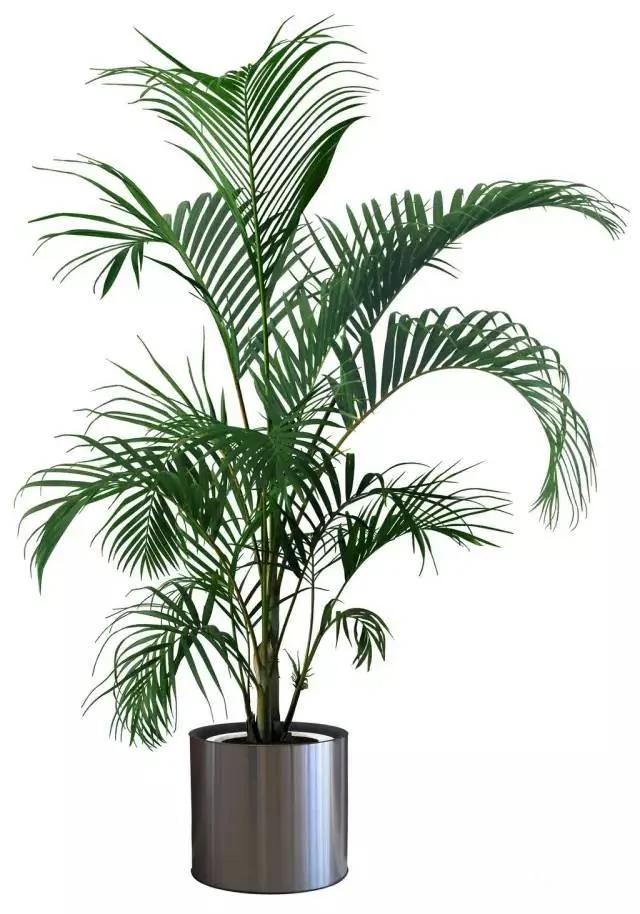 11种“吸毒”植物 给你一个秋高气爽的秋天